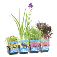 Plantes aquatiques P18