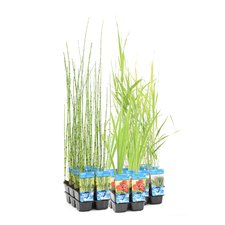 Plantes aquatiques P9